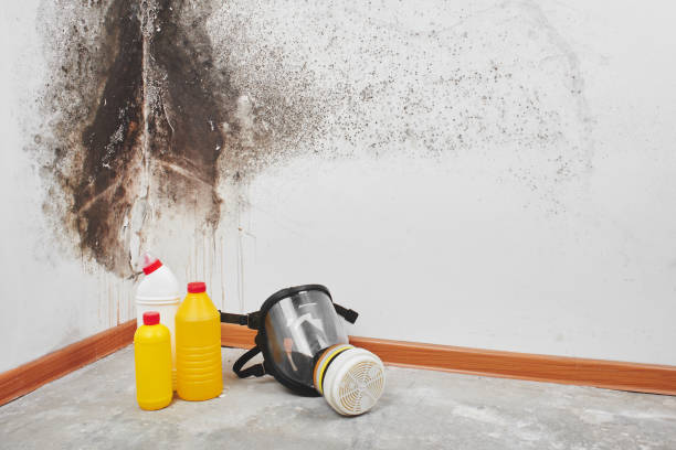 Professional Mold Removal in Pontoon Beach, IL